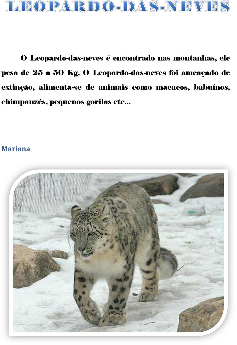 O Leopardo-das-neves foi ameaçado de extinção,