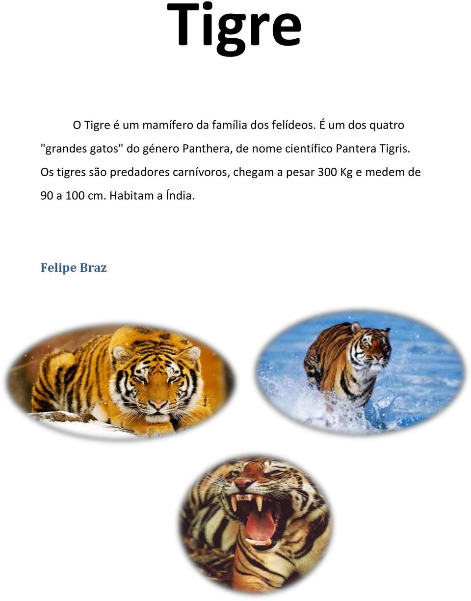 científico Pantera Tigris.