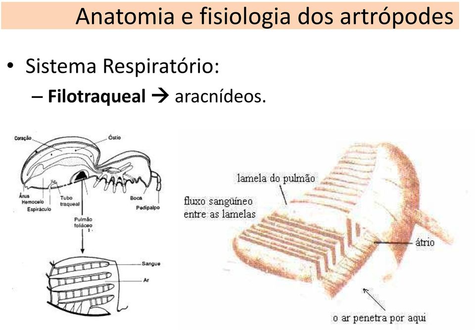 artrópodes Sistema