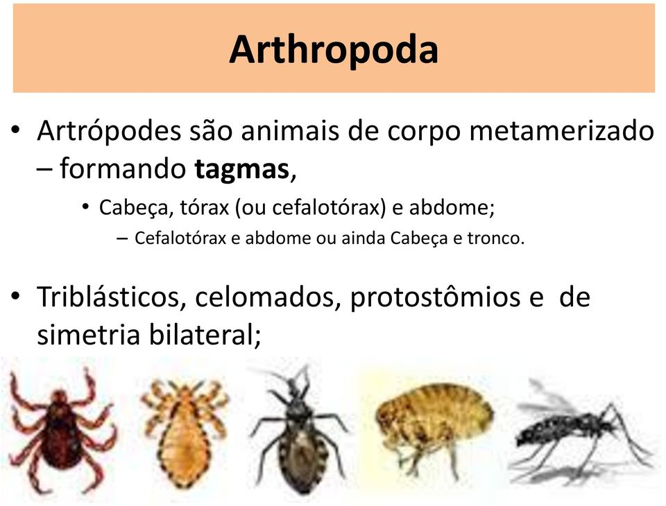 abdome; Cefalotórax e abdome ou ainda Cabeça e tronco.