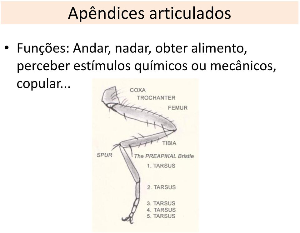 alimento, perceber estímulos