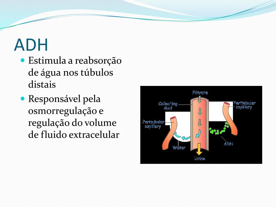 Responsável pela osmorregulação