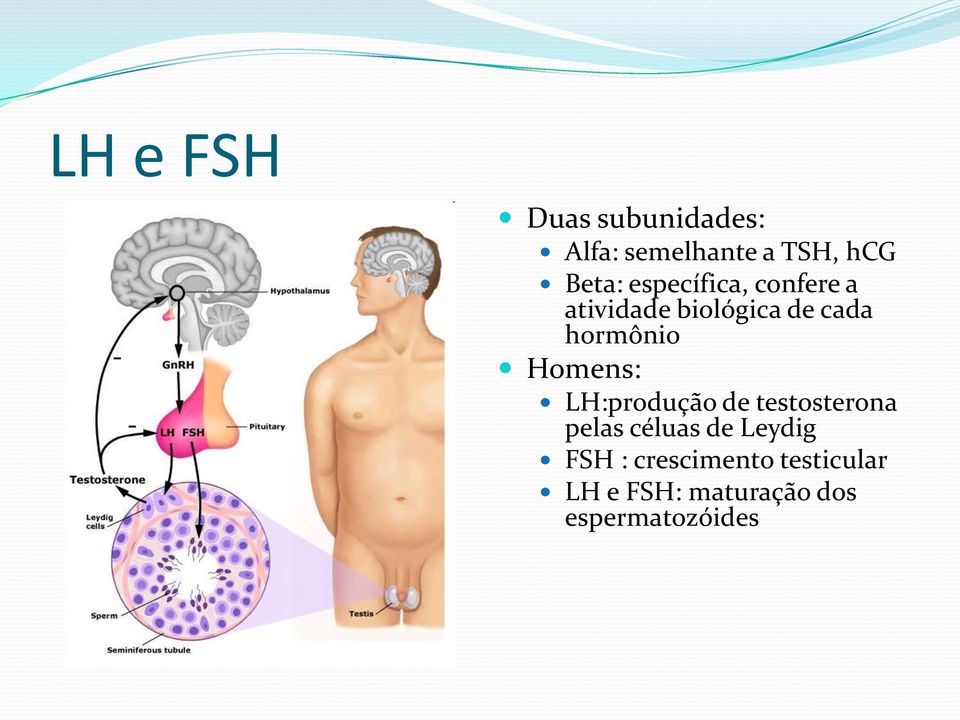 hormônio Homens: LH:produção de testosterona pelas céluas de