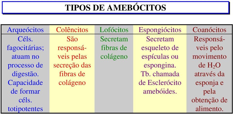 totipotentes São responsáveis pelas secreção das fibras de colágeno Secretam fibras de colágeno Secretam