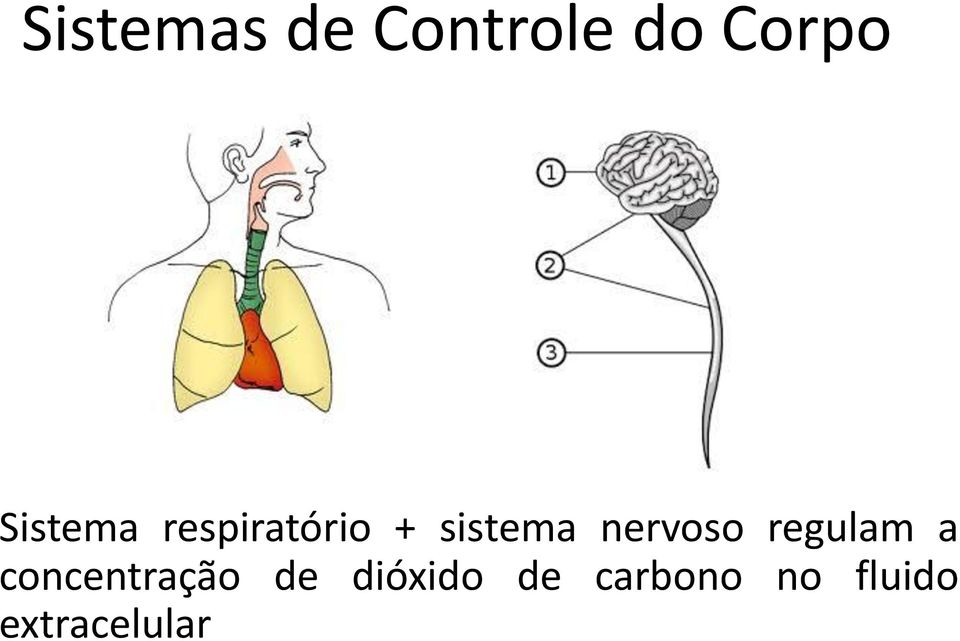 nervoso regulam a concentração de