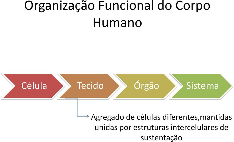 células diferentes,mantidas unidas por