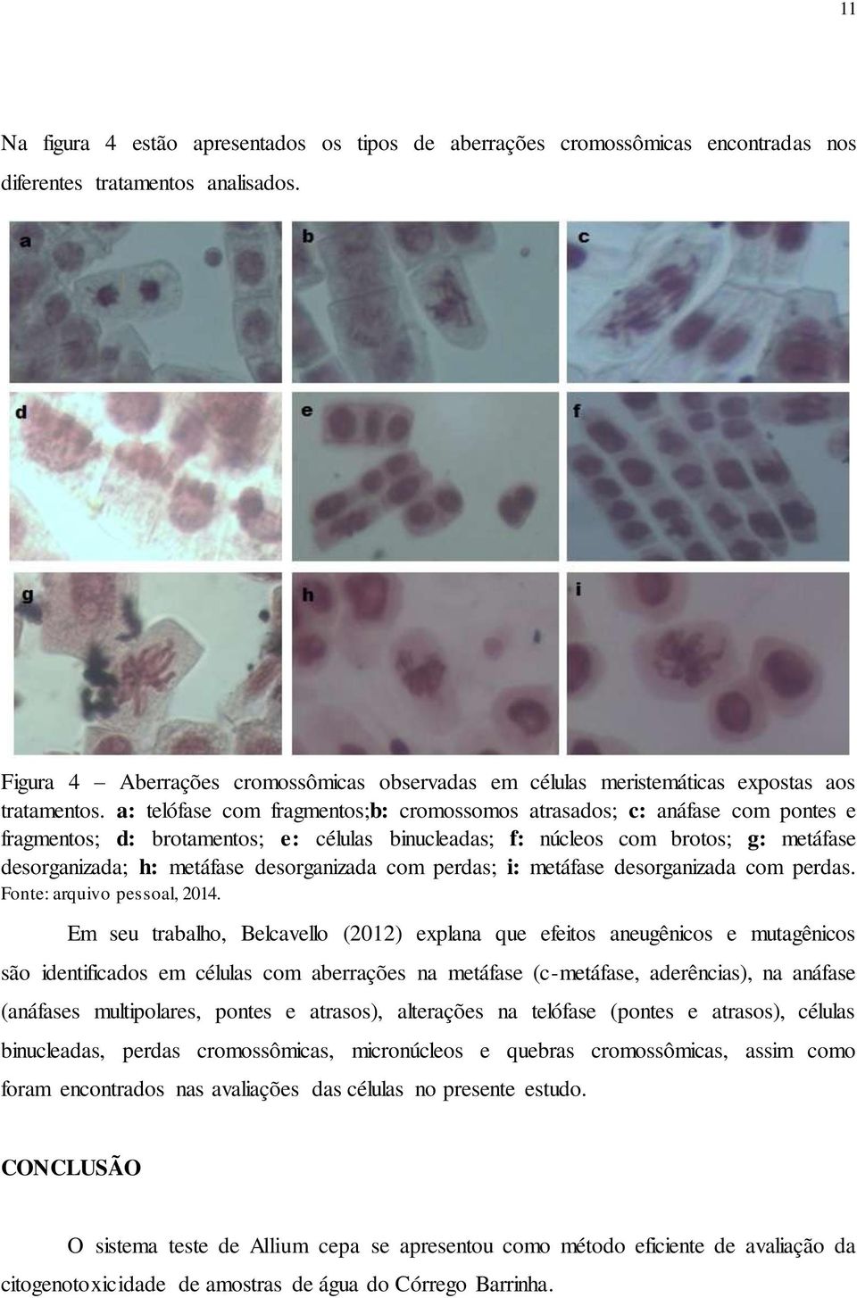 a: telófase com fragmentos;b: cromossomos atrasados; c: anáfase com pontes e fragmentos; d: brotamentos; e: células binucleadas; f: núcleos com brotos; g: metáfase desorganizada; h: metáfase