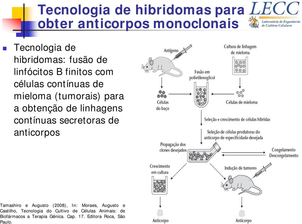 contínuas secretoras de anticorpos Tamashiro e Augusto (2008), In: Moraes, Augusto e Castilho,