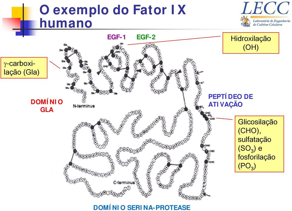 GLA PEPTÍDEO DE ATIVAÇÃO Glicosilação (CHO),