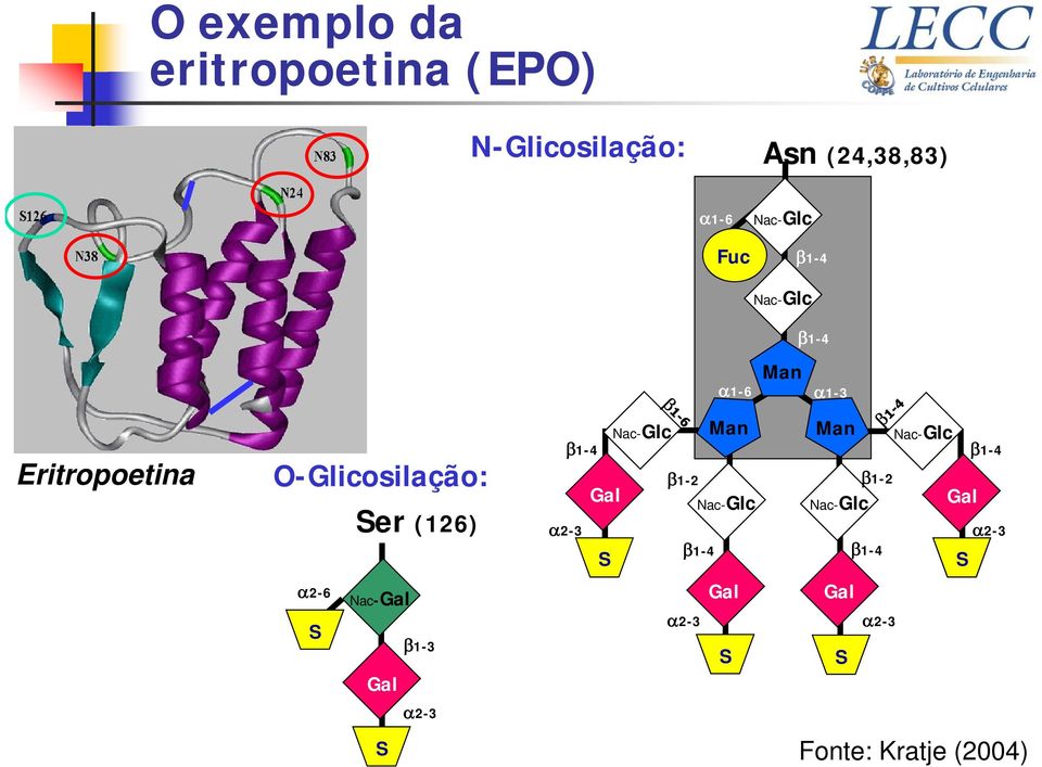 β1-3 Gal S α2-3 Nac-Glc β1-4 α2-3 Gal S Man β1-4 α1-6 α1-3 Man Man β1-2 β1-2