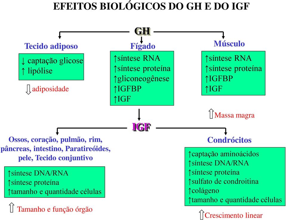 órgão GH Fígado síntese RNA síntese proteína gliconeogênese IGFBP IGF IGF Músculo síntese RNA síntese proteína IGFBP IGF Massa magra