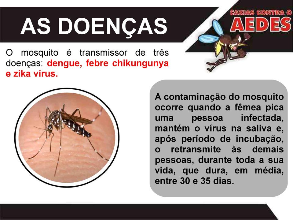 A contaminação do mosquito ocorre quando a fêmea pica uma pessoa infectada,