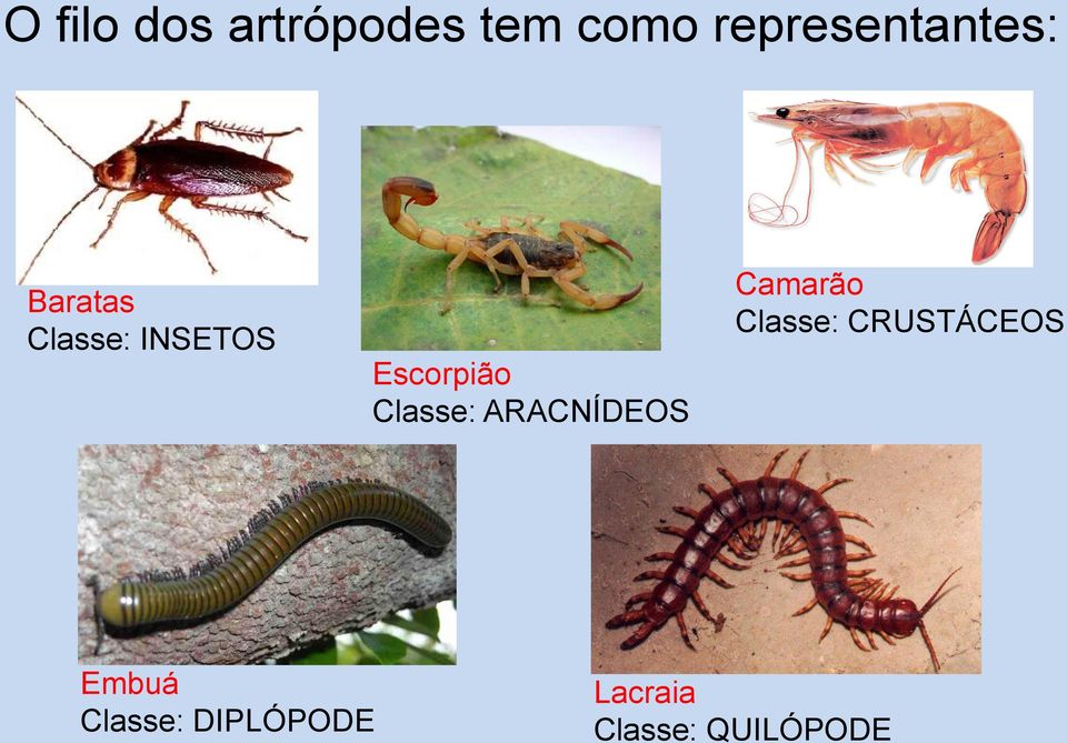 Escorpião Classe: ARACNÍDEOS Camarão