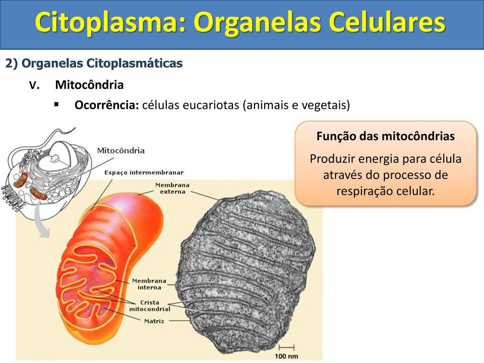 (animais e vegetais) Função das mitocôndrias