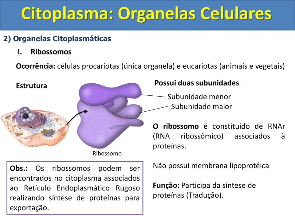 : Os ribossomos podem ser encontrados no citoplasma associados ao Retículo Endoplasmático Rugoso realizando síntese de proteínas
