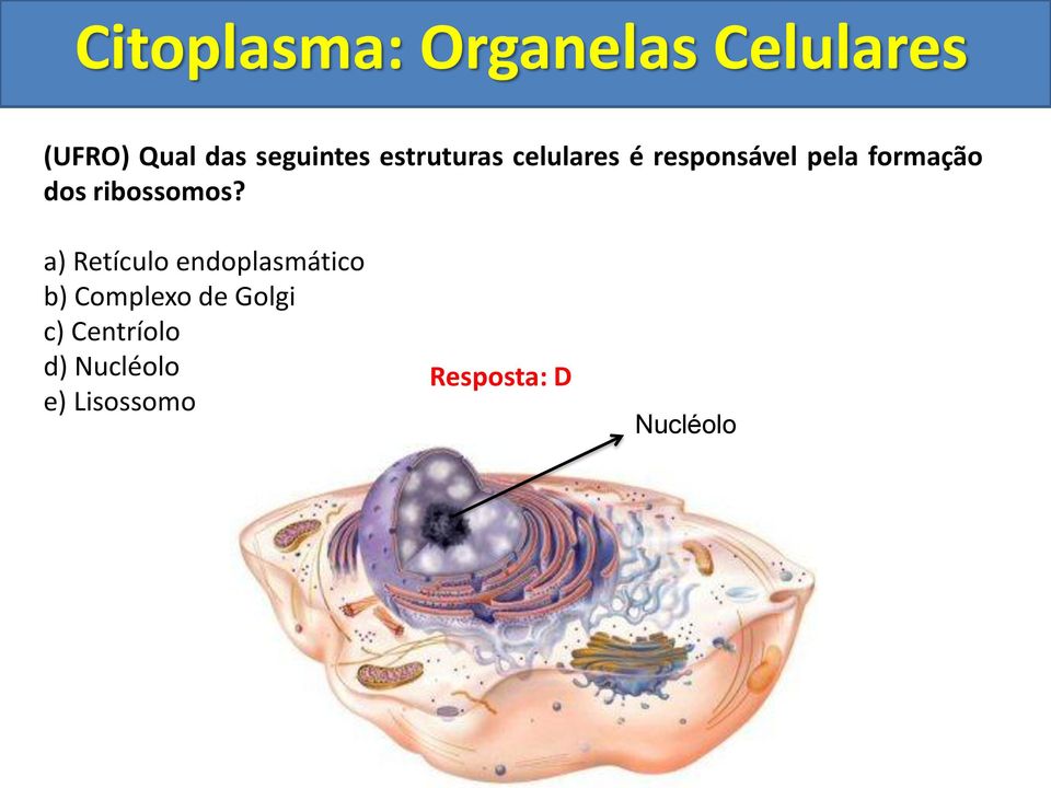a) Retículo endoplasmático b) Complexo de Golgi