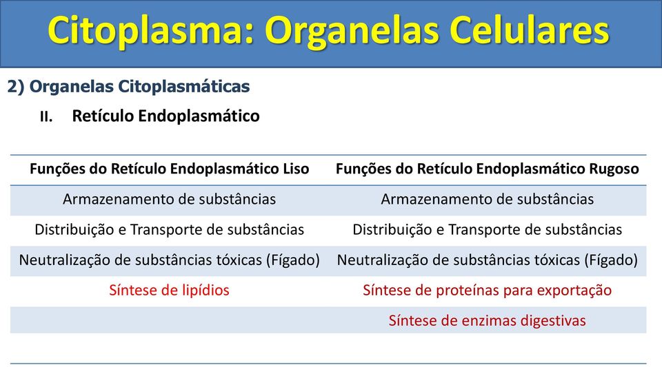 Transporte de substâncias Neutralização de substâncias tóxicas (Fígado) Síntese de lipídios Funções do Retículo