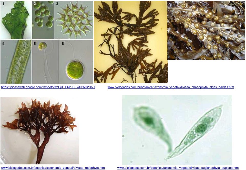 br/botanica/taxonomia_vegetal/divisao_phaeophyta_algas_pardas.htm www.