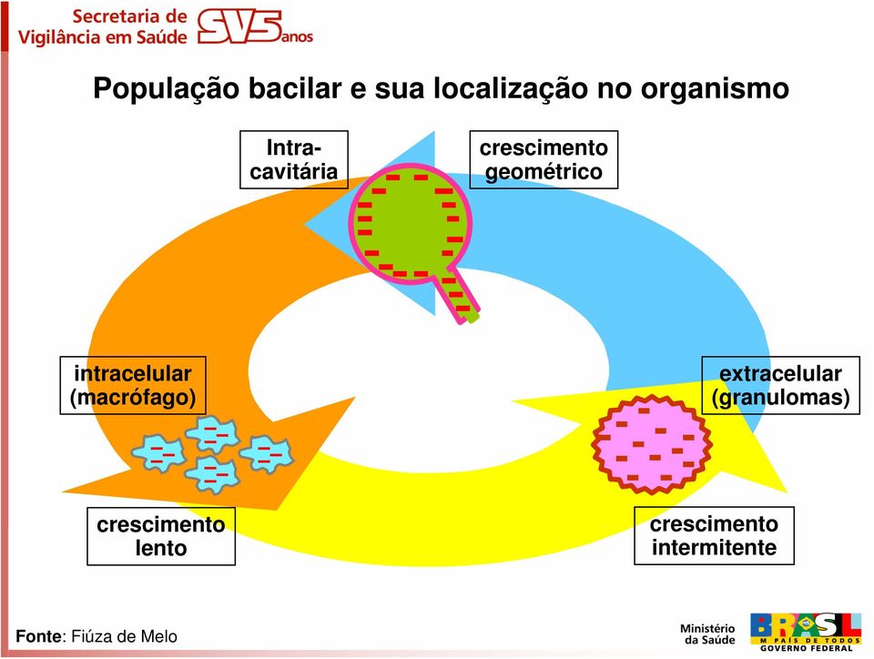 (macrófago) extracelular (granulomas) crescimento