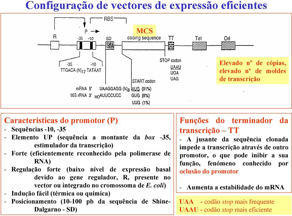 vector ou integrado no cromossoma de E.