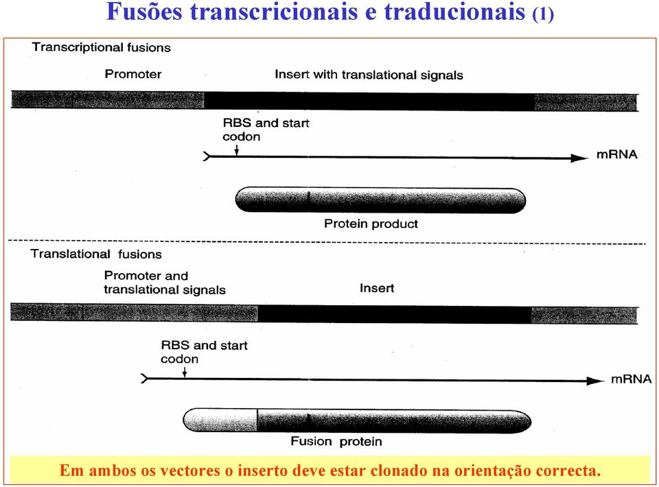 vectores o inserto deve