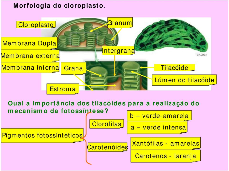 Tilacóide Estroma Lúmen do tilacóide Qual a importância dos tilacóides para a realização