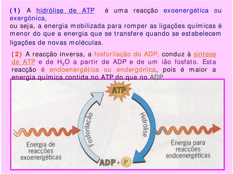 (2) A reacção inversa, a fosforilação do ADP, conduz à síntese de ATP e de H 2 O a partir de ADP e de um ião