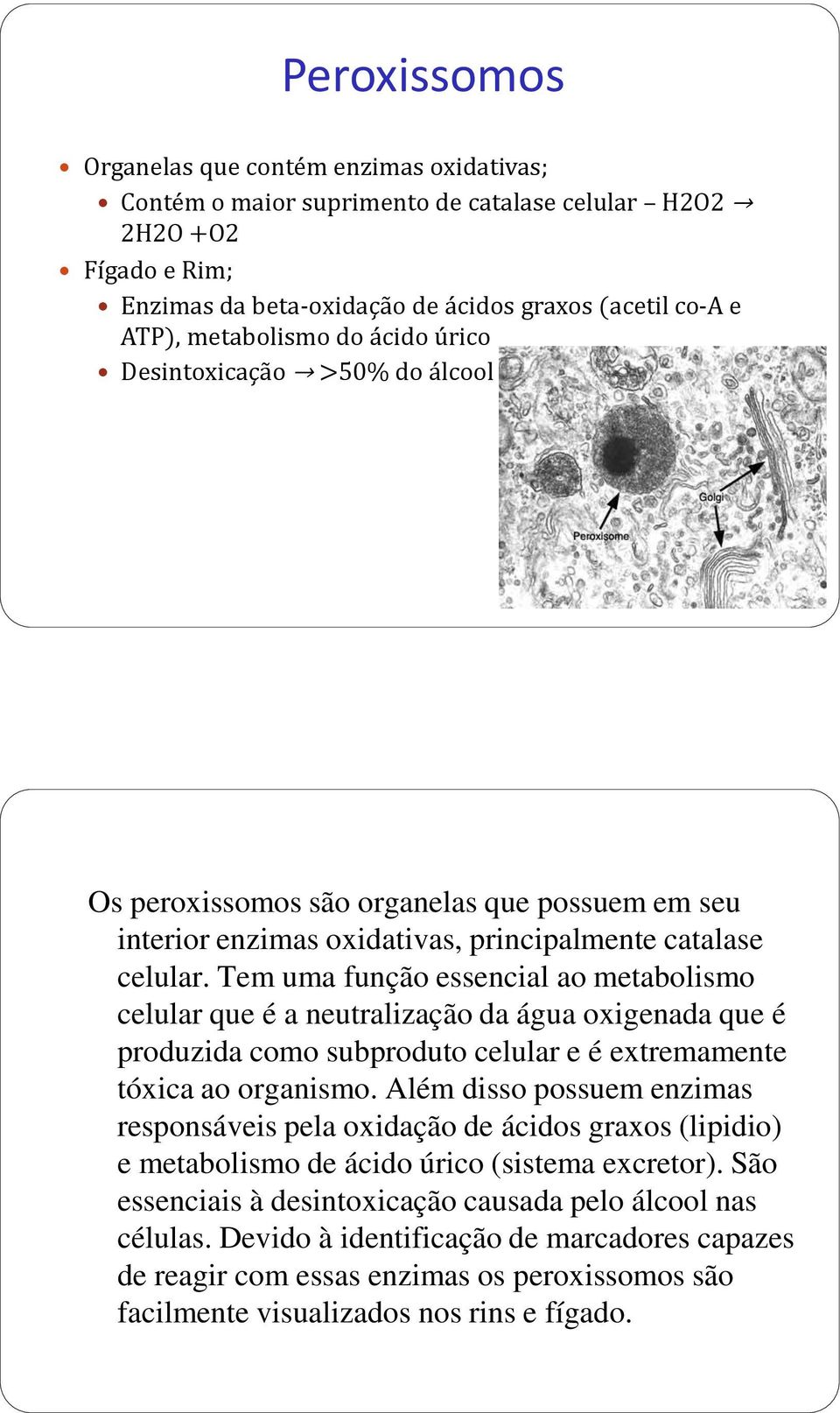 Tem uma função essencial ao metabolismo celular que é a neutralização da água oxigenada que é produzida como subproduto celular e é extremamente tóxica ao organismo.