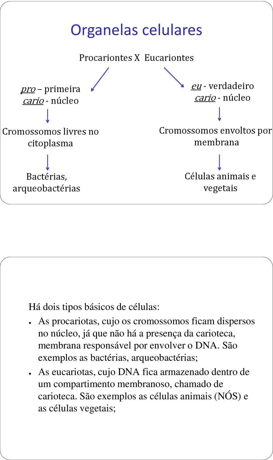 dispersos no núcleo, já que não há a presença da carioteca, membrana responsável por envolver o DNA.