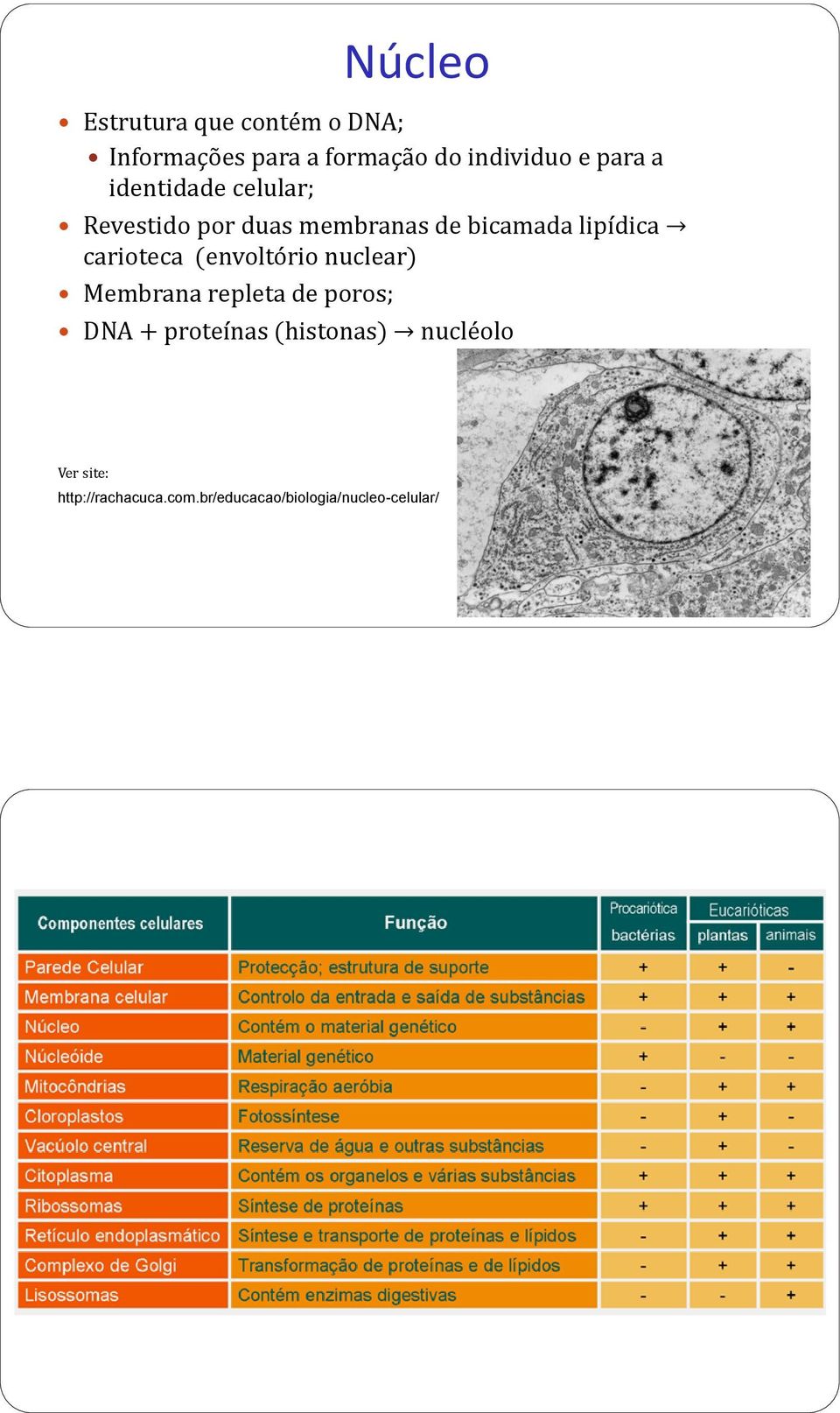 carioteca (envoltório nuclear) Membrana repleta de poros; DNA + proteínas