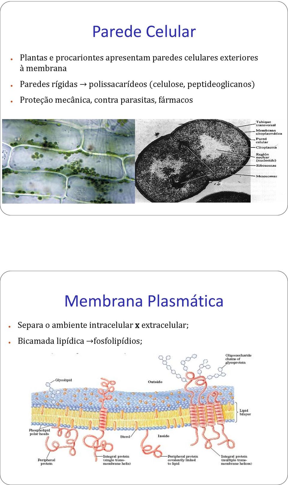 peptideoglicanos) Proteção mecânica, contra parasitas, fármacos Membrana