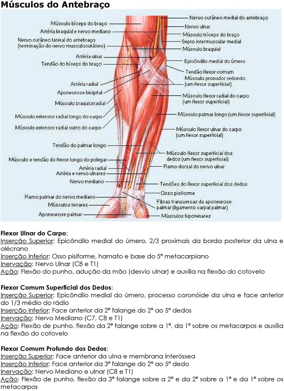 medial do úmero, processo coronóide da ulna e face anterior do 1/3 médio do rádio Inserção Inferior: Face anterior da 2ª falange do 2º ao 5º dedos Inervação: Nervo Mediano (C7, C8 e T1) Ação: Flexão