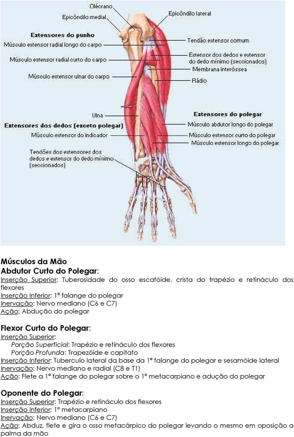 Tuberculo lateral da base da 1ª falange do polegar e sesamóide lateral Inervação: Nervo mediano e radial (C8 e T1) Ação: Flete a 1ª falange do polegar sobre o 1º metacarpiano e adução do polegar