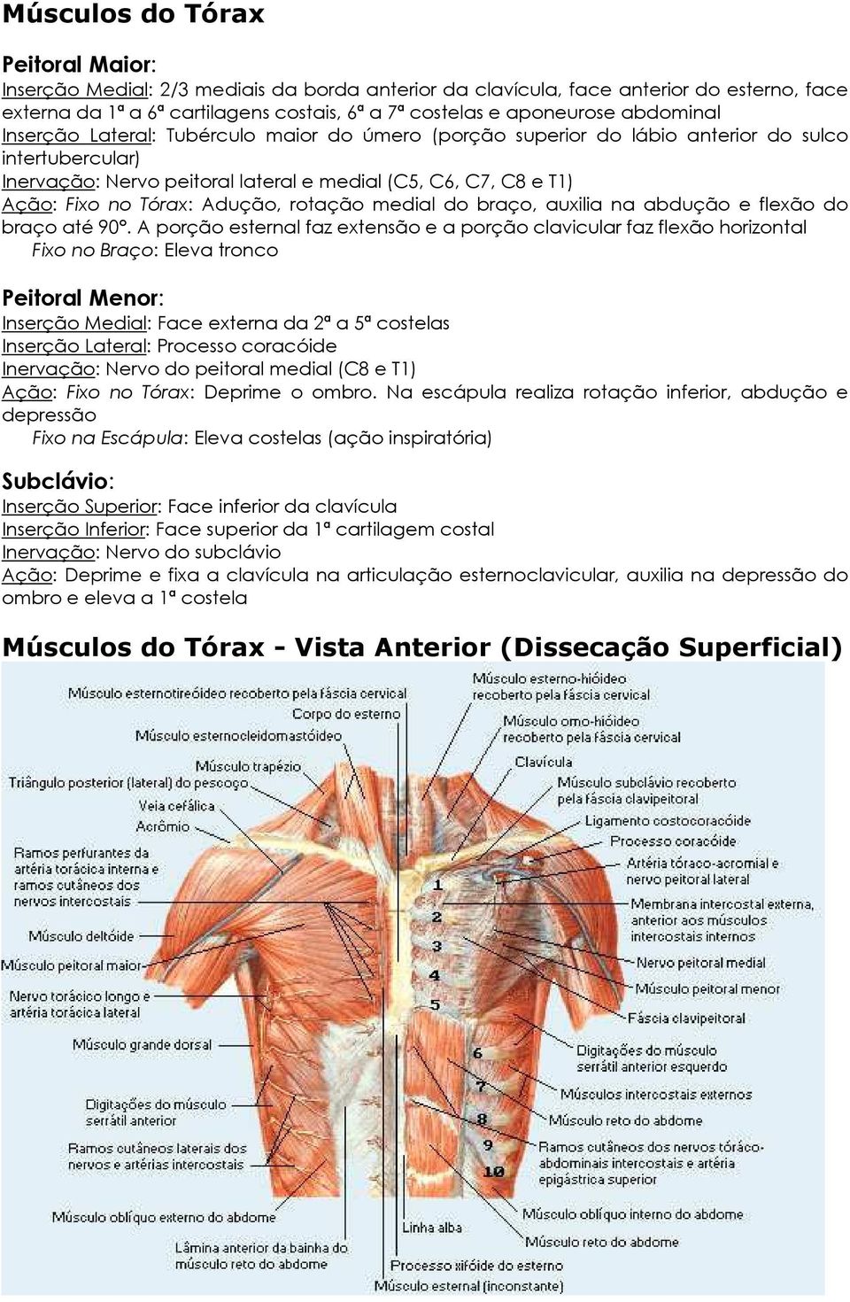 Adução, rotação medial do braço, auxilia na abdução e flexão do braço até 90.