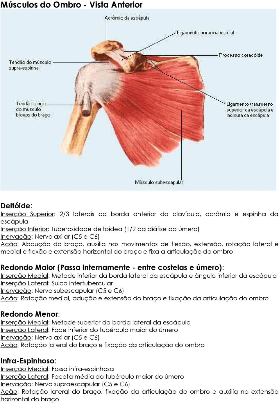 ombro Redondo Maior (Passa internamente - entre costelas e úmero): Inserção Medial: Metade inferior da borda lateral da escápula e ângulo inferior da escápula Inserção Lateral: Sulco intertubercular