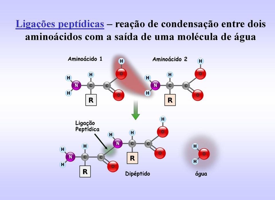 entre dois aminoácidos