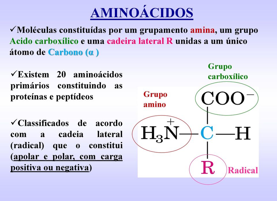 constituindo as proteínas e peptídeos Grupo amino Grupo carboxílico Classificados de acordo