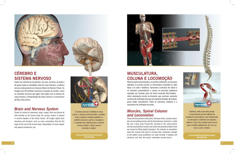 As imagens em 3D retratam estruturas e funções do cérebro, como as conexões nervosas que ligam este órgão com os demais do corpo humano, a interpretação de sinais sonoros e o mecanismo da fala, entre