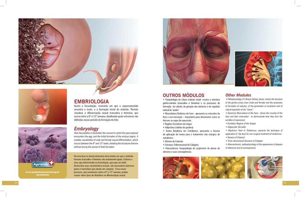 Embryology Here fecundation is illustrated, the moment in which the spermatozoid encounters the egg, and the initial formation of the embryo begins.