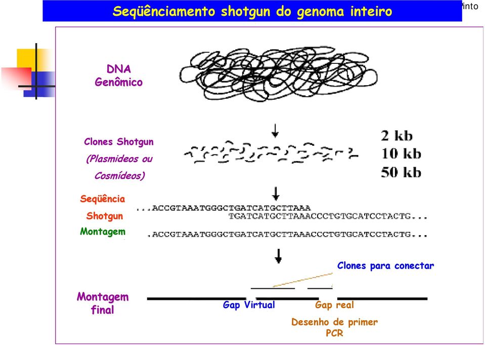 Cosmídeos) Seqüência Shotgun Montagem Clones para