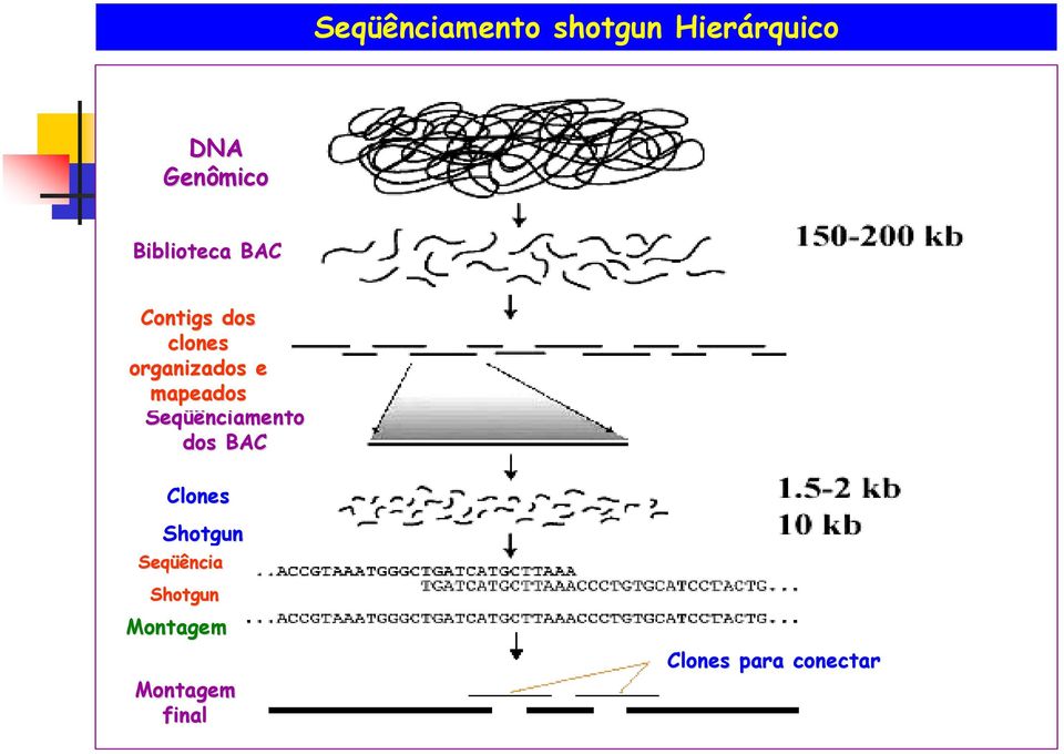 organizados e mapeados Seqüênciamento dos BAC Clones