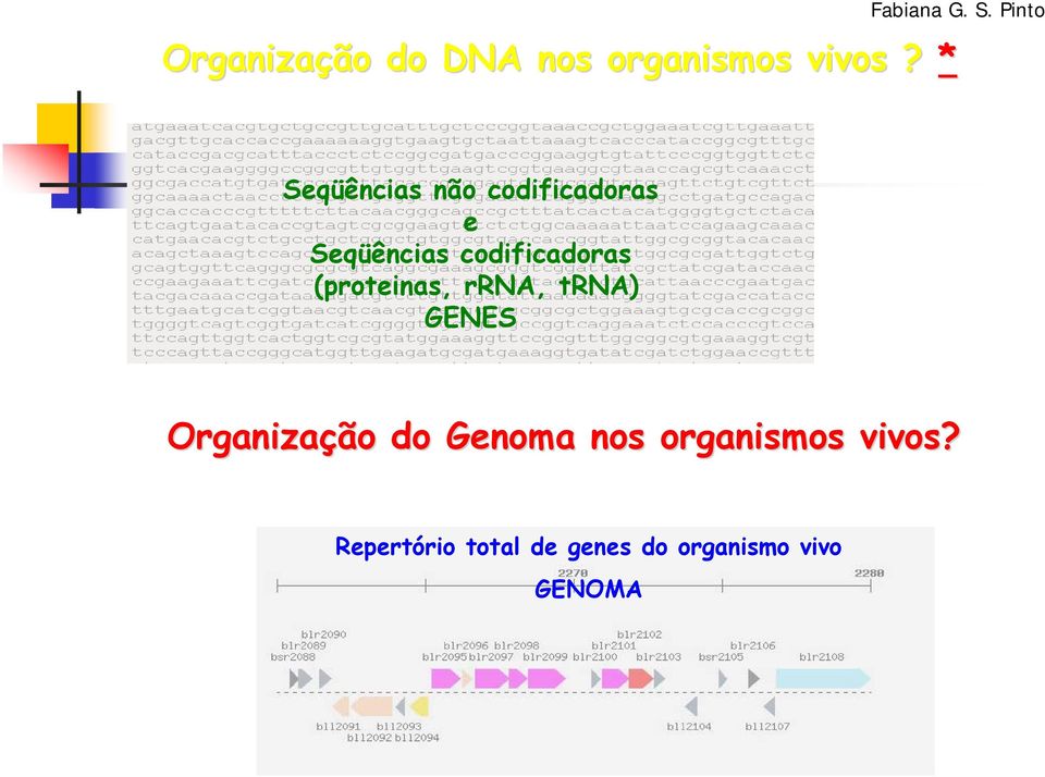 codificadoras (proteinas, rrna, trna) GENES Organização