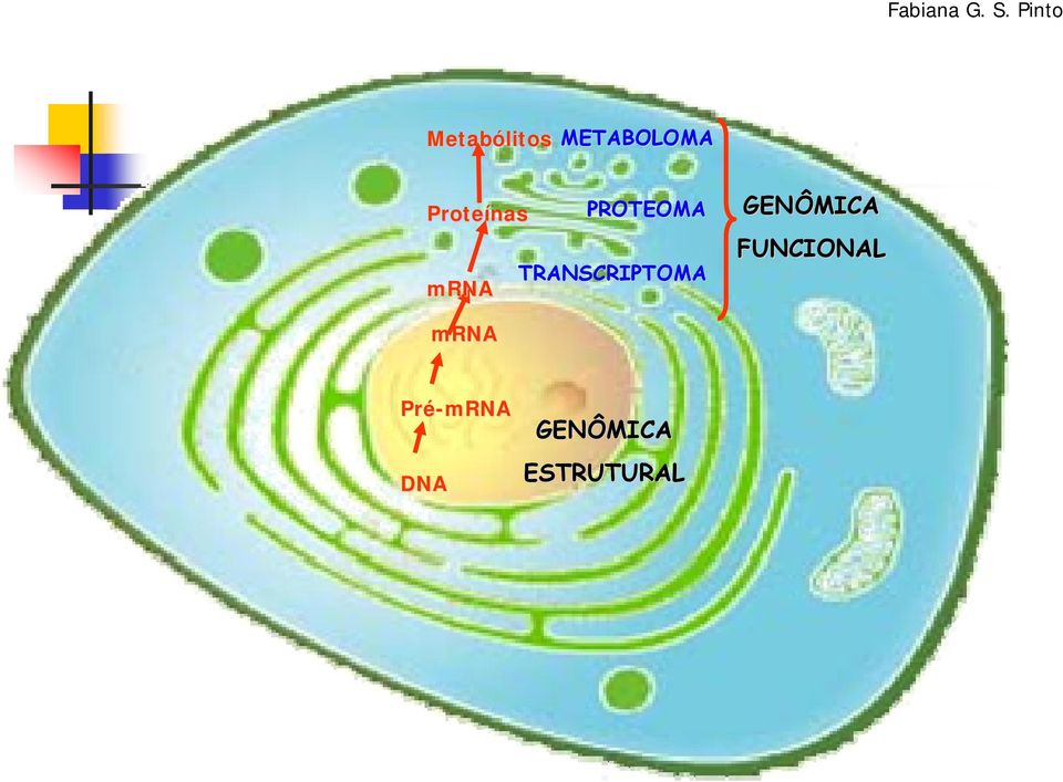 TRANSCRIPTOMA GENÔMICA