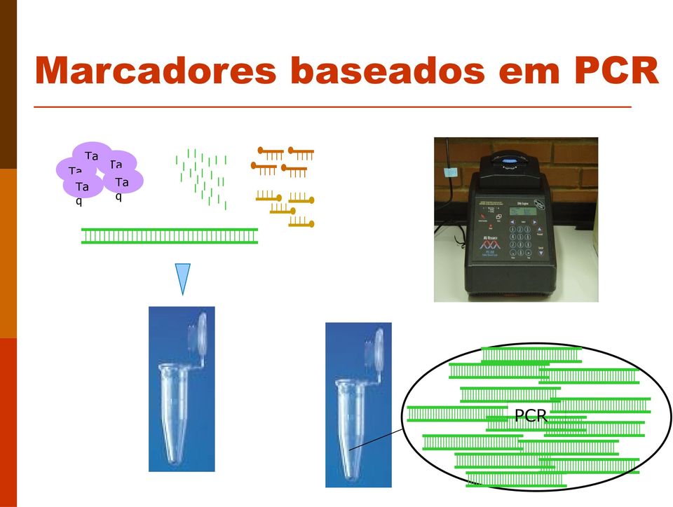 PCR Ta Ta Ta