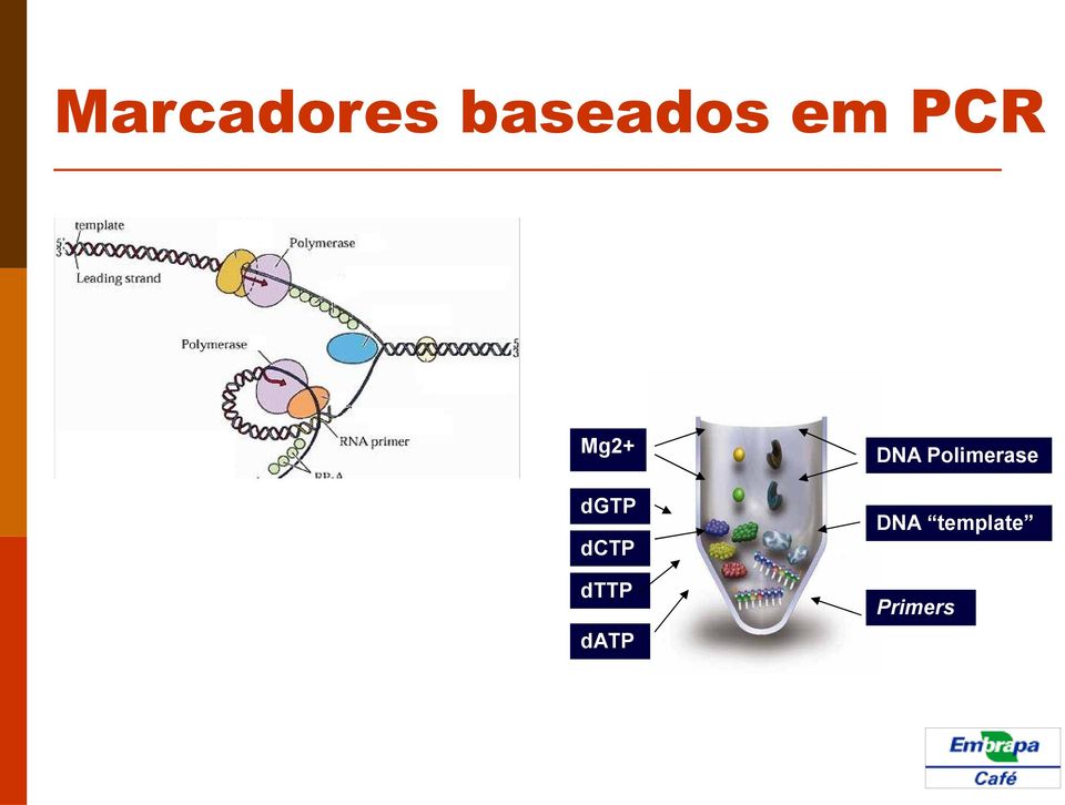 Polimerase DNA