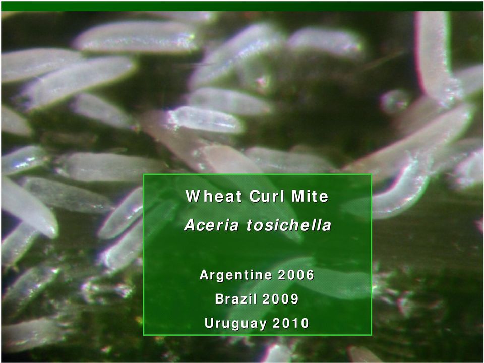 Argentine 2006