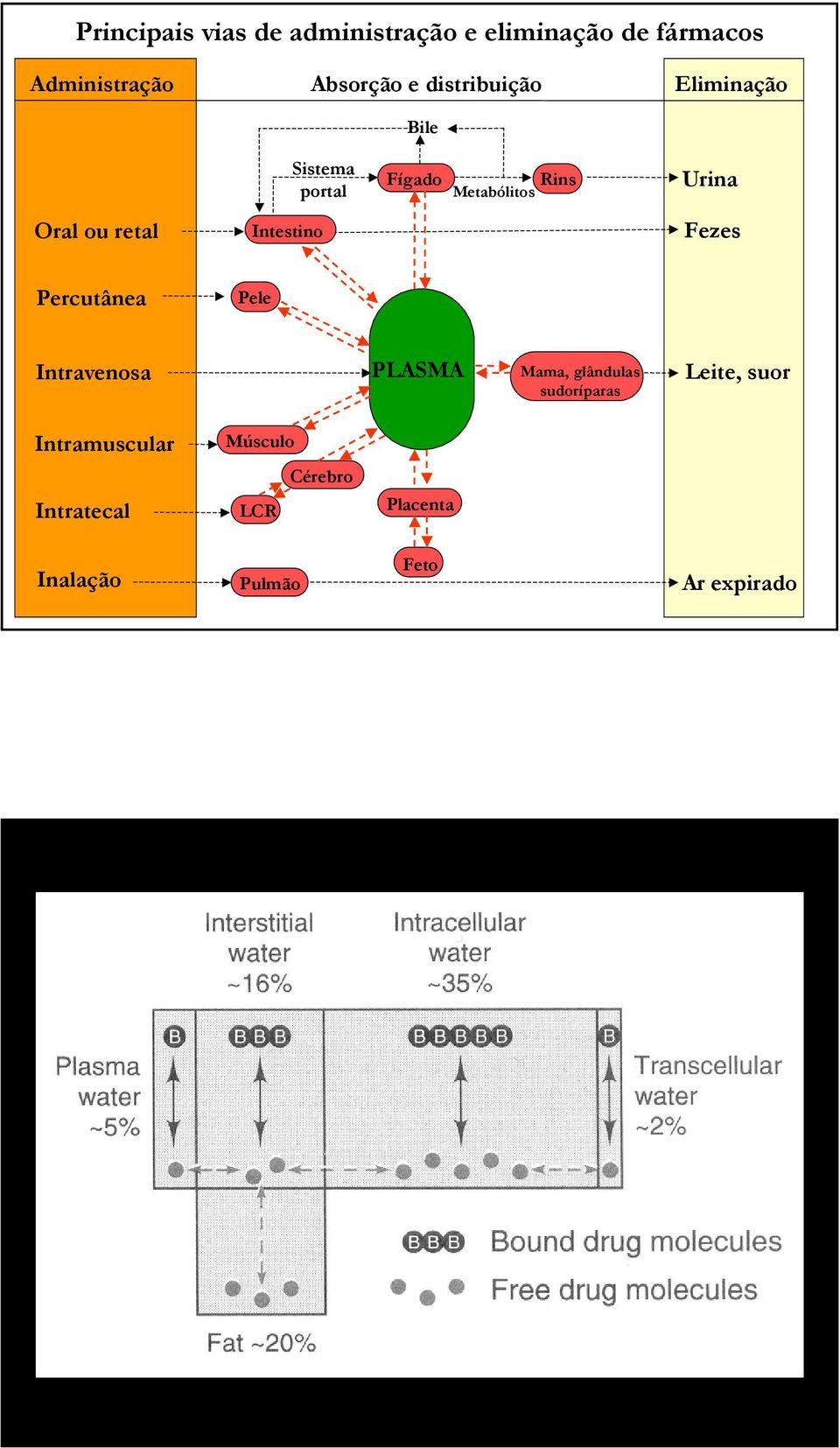 Intestino Fezes Percutânea Pele Intravenosa PLASMA Mama, glândulas sudoríparas Leite,