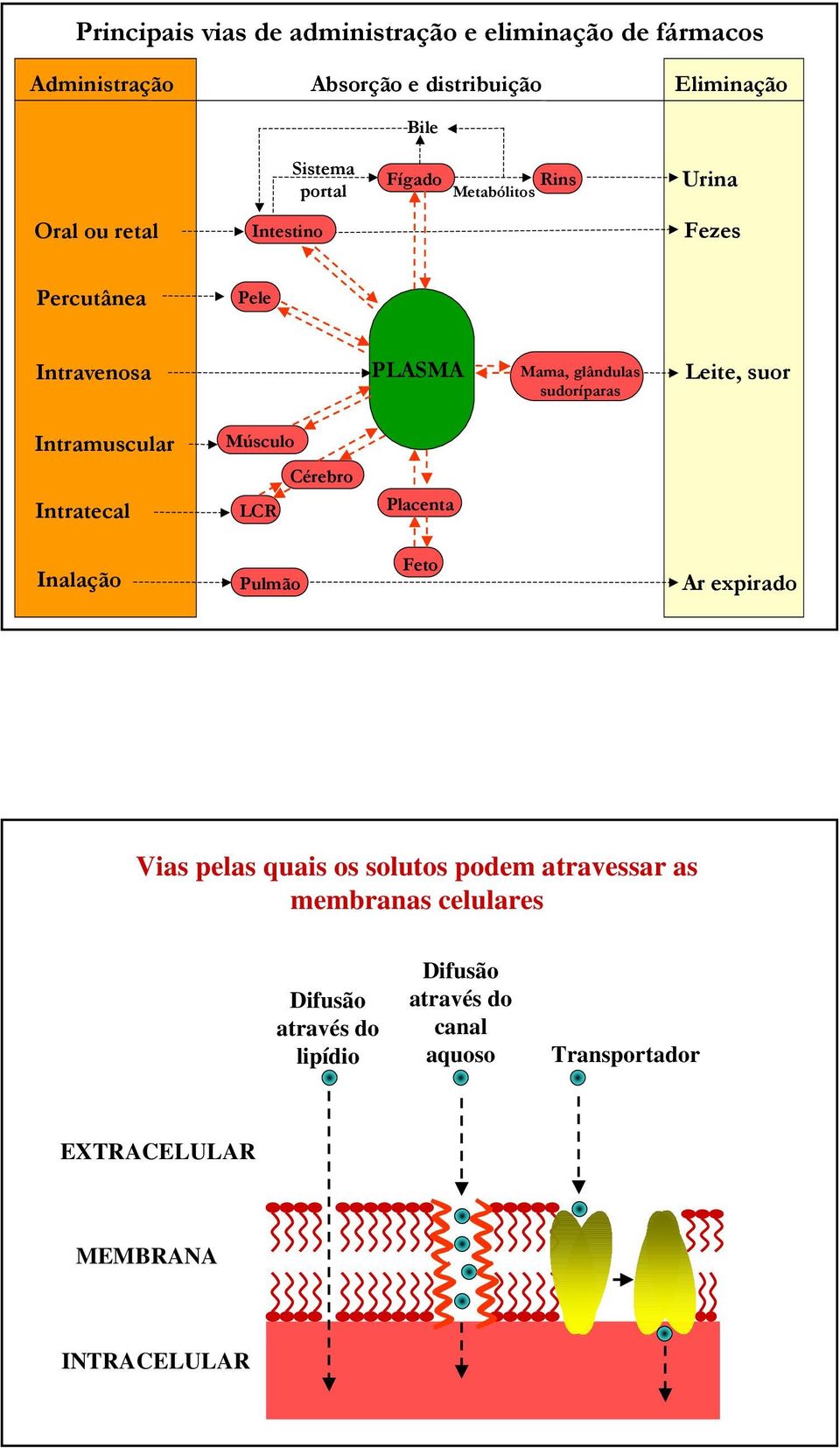 suor Intramuscular Músculo Intratecal LCR Cérebro Placenta Inalação Pulmão Feto Ar expirado Vias pelas quais os solutos podem