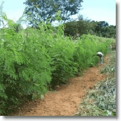 Banco de proteínas: área em que são cultivadas leguminosas arbustivas arbóreas como leucena, siratro, lablab, puerariae