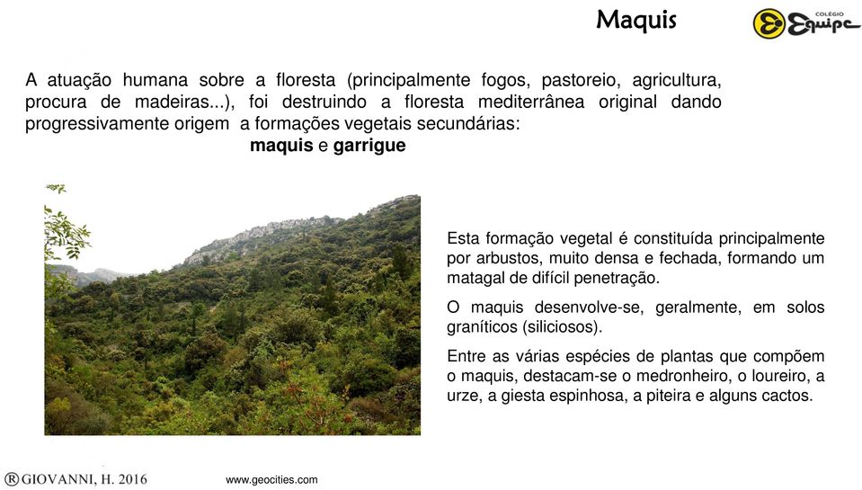 vegetal é constituída principalmente por arbustos, muito densa e fechada, formando um matagal de difícil penetração.